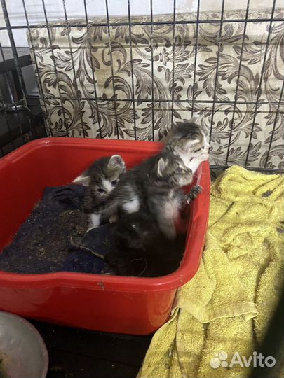 Котята в добрые руки даром