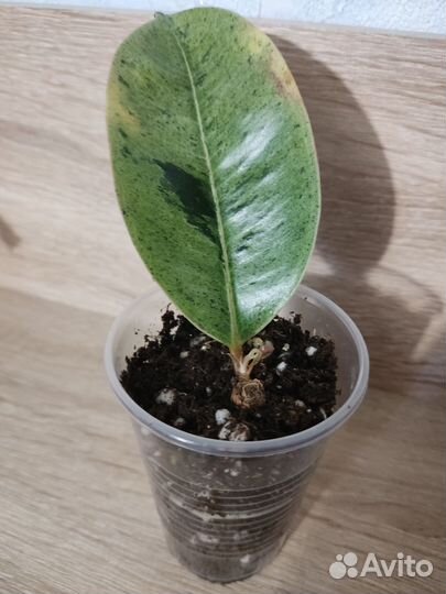 Бегония, фикус, маранта, эпипремнум