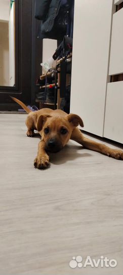 Собака щенок 6 мес