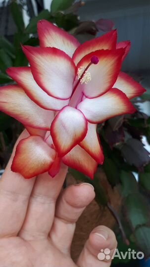 Декабрист шлюмбергера сортовой