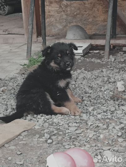 Щенки в добрые руки