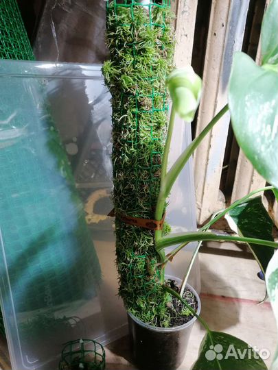 Тотем опора для растений