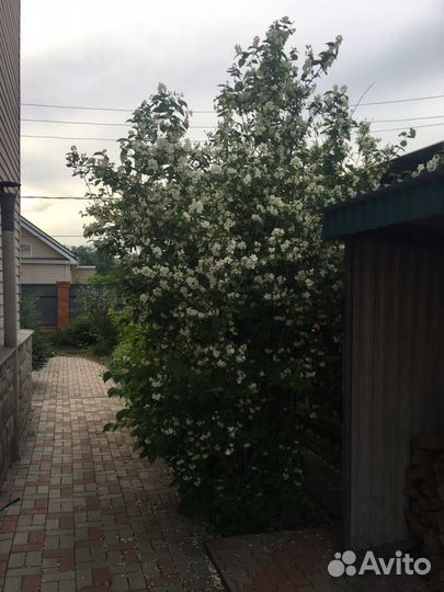 Жасмин(чубушник)