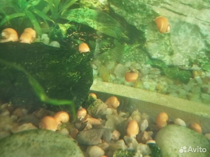 Улитки аквариумные ампулярии