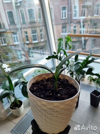 Спатифиллум/замиокулькас/кливия
