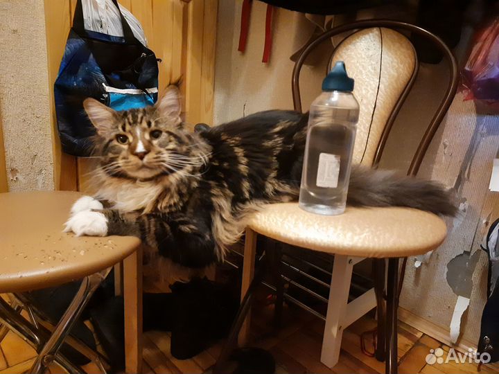 Кот Мейн-кун для вязки