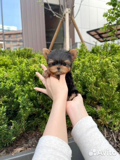 Мини щенок девочка йорк из Кореи