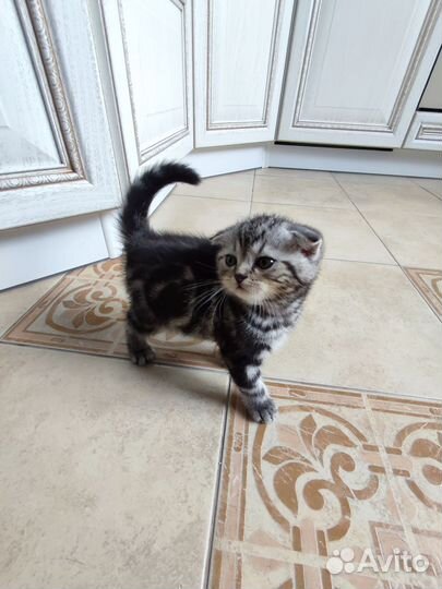 Шотландская