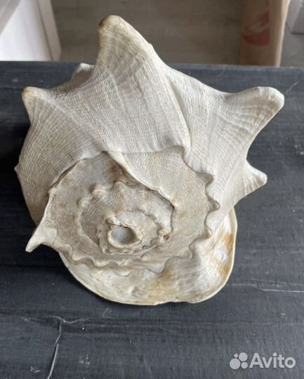 Ракушка морская большая