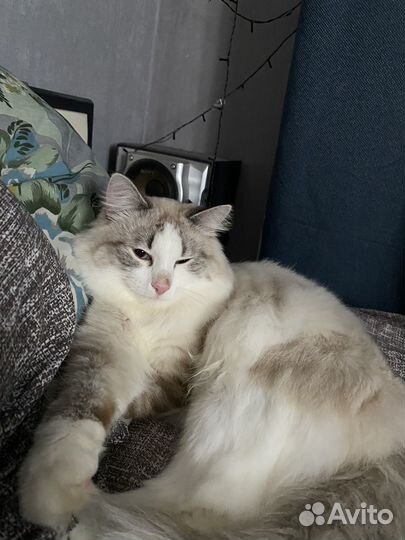 Кот в добрые руки