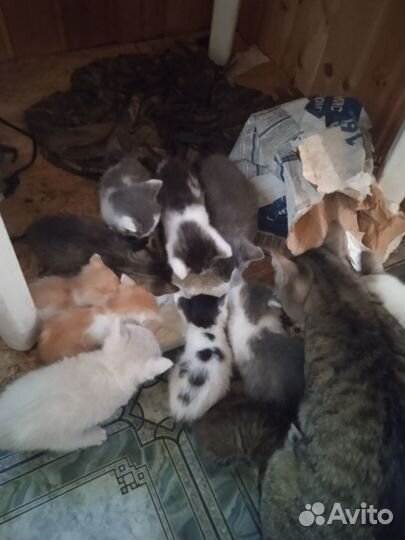 Отдам в добрые руки котяток девочки и мальчики