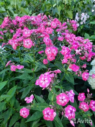 Флоксы, хосты, лилейники, ирисы, примулы