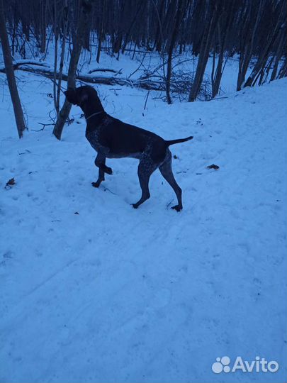 Кобель курцхаара