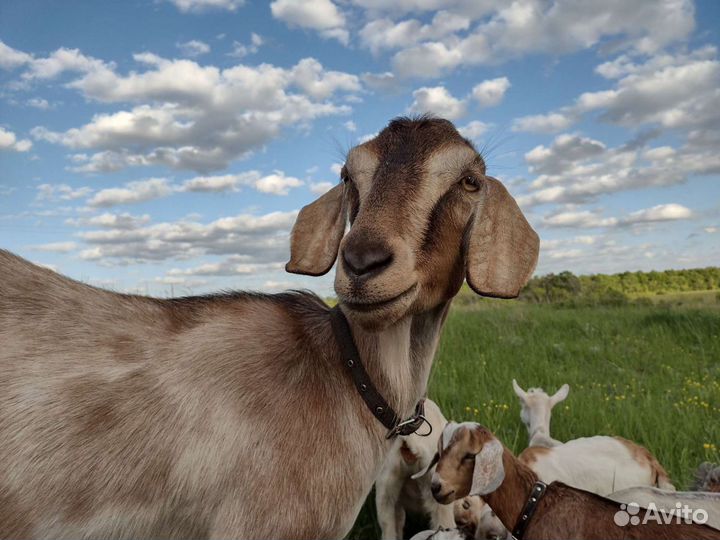 Молоко козье вкусное