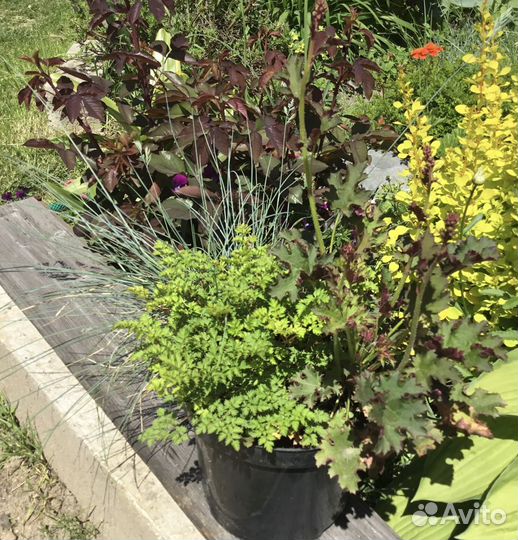 Саженцы многолетних