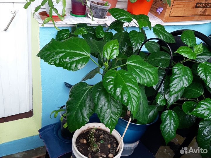 Гибискус китайская роза