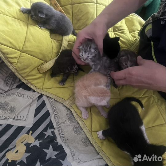 Котята Мей Куна и британца, обычные 2 котенка