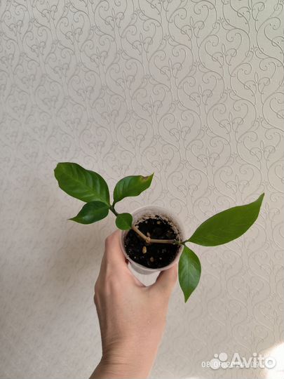 Табернемонтана BangsaphanDream