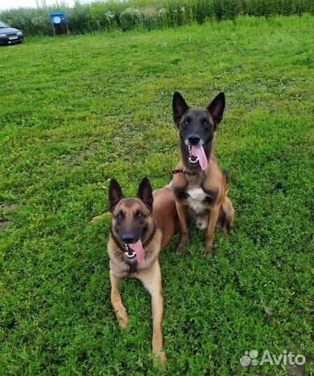 Дрессировка собак, вязка, кинолог-зоопсихолог