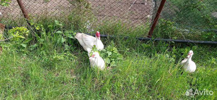 Продам утят индоутки, тяжёлых пород