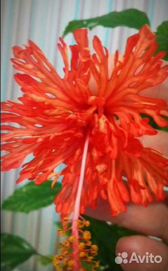 Гибискусы сортовые