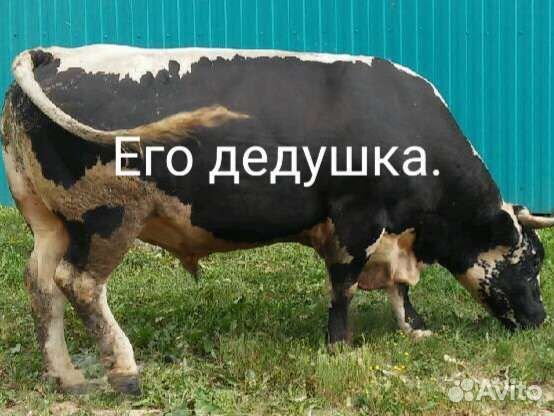 Племенной бык- бык на племя