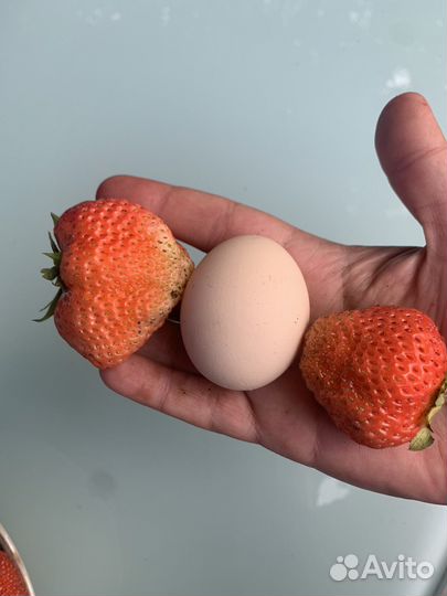 Финская розовая(годовалые кусты)