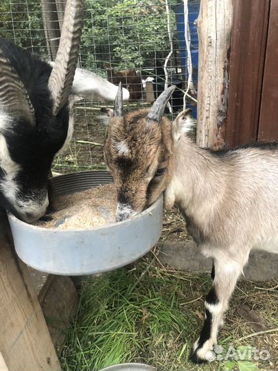 Продаётся козачка