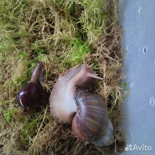 Ахатина фулика