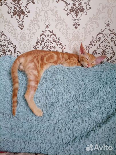 Донской сфинкс котенок