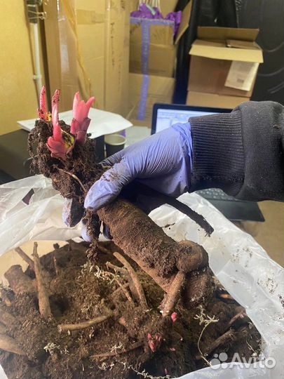 Пион Lemon Chiffon (Лемон Шифон) 3-5 почек