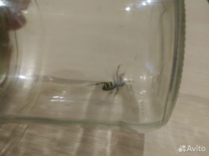 Паук оса