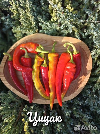 Семена острого перца