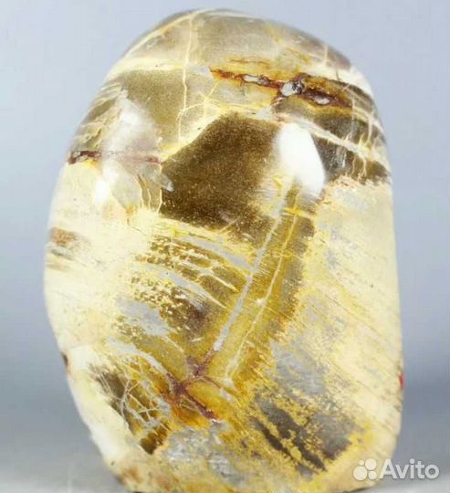 Окаменелая древесина «ксилолит» минерал