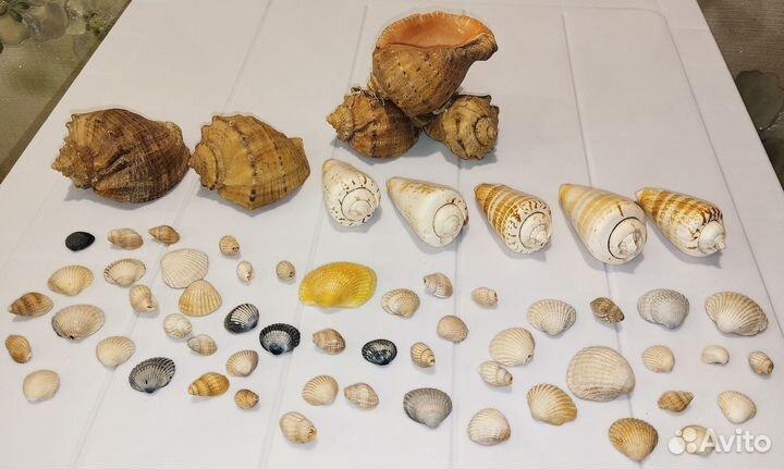 Морские ракушки