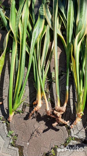 Сансевиерия,щучий хвост