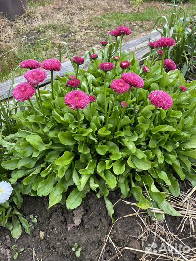 Маргаритка белая и красная