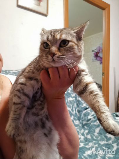 Кошка британка