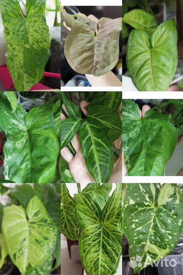 Сингониумы 10сортов