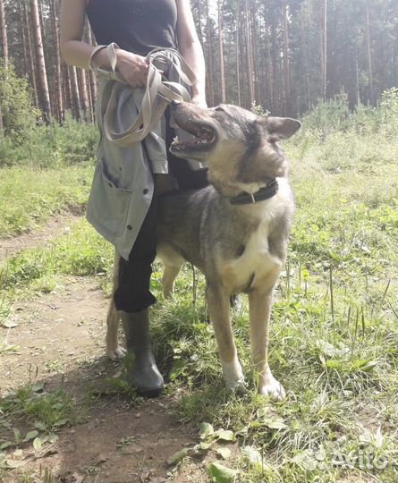 Собака бесплатно