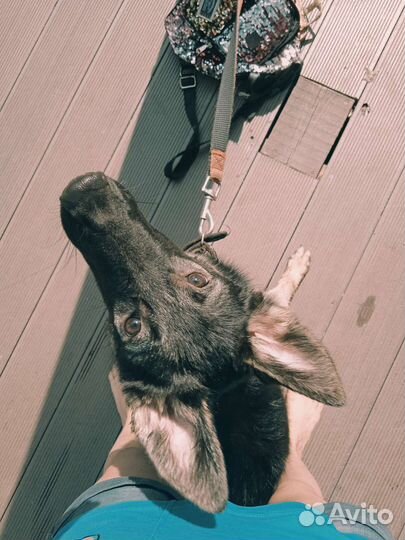 Южноевропейская овчарка