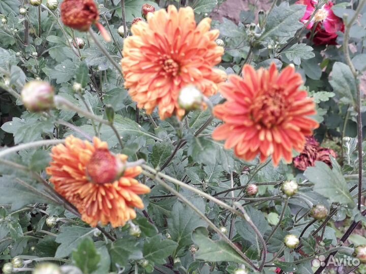 Гортензия, хризантемы