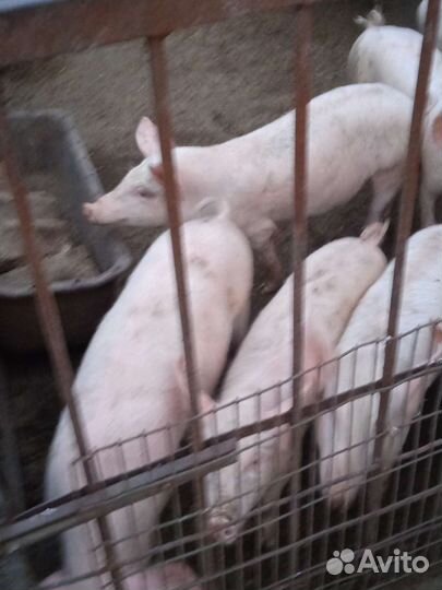 Поросенок ландрас