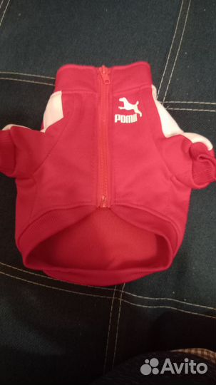 Худи для маленьких собак