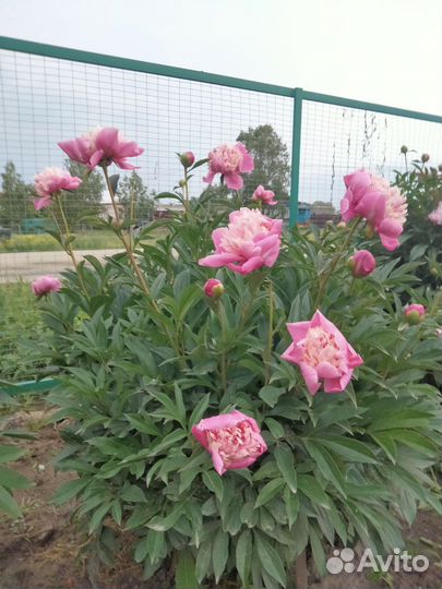 Пионы саженцы