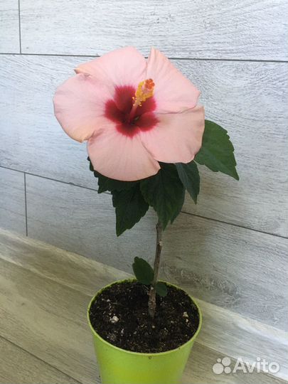 Гибискус розовый