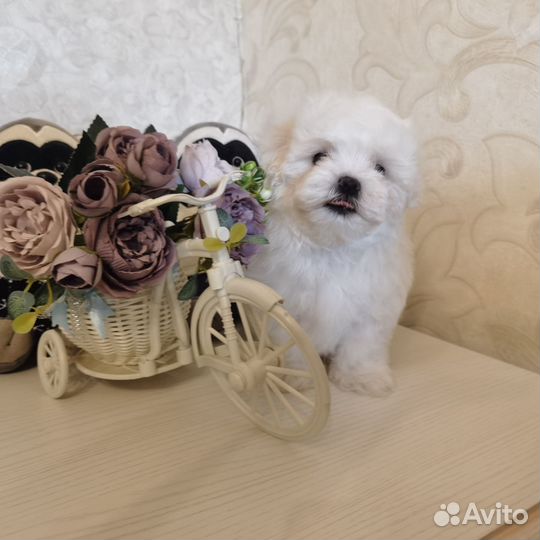 Мальтезе