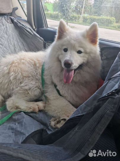 Зоотакси. Перевозка животных