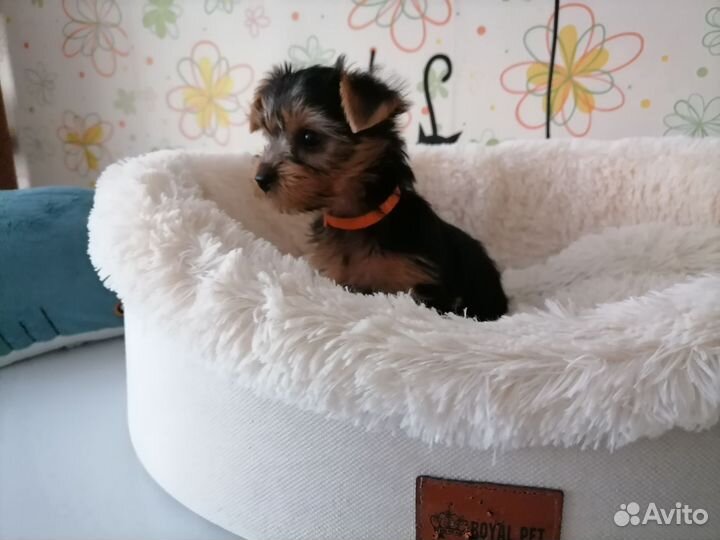 Йоркширский терьер щенок