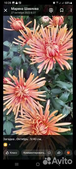 Хризантема корейская